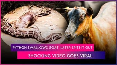 Balrampur: 20-Foot Python Spits Goat Out After Swallowing It in UP Village, Shocking Video Goes Viral